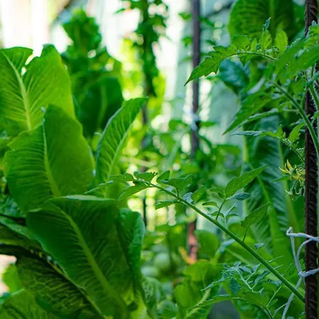 Отель Macedon Тасос