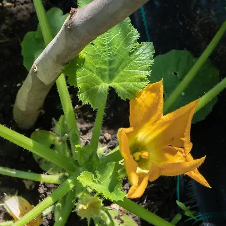 Отель Macedon 3*