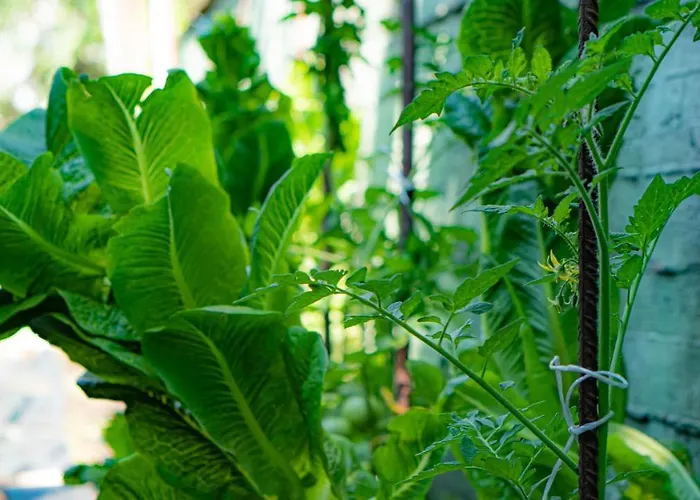 Hotel Macedon Limenas (Thasos)